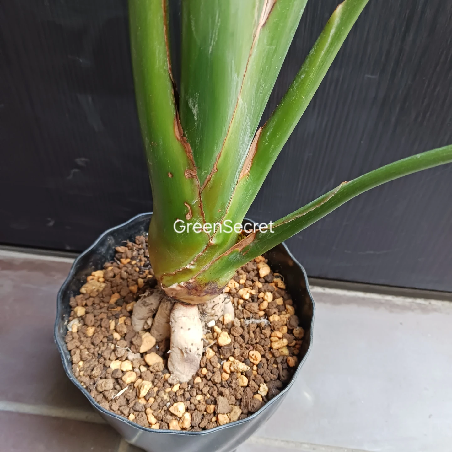 4 ストレリチア　レギネ　5号　ゴクラクチョウカ　ストレチア　観葉植物　極楽鳥花の写真7枚目