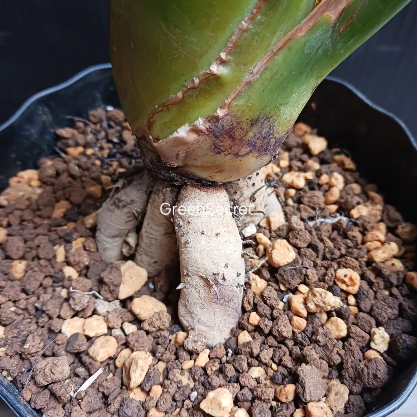 4 ストレリチア レギネ 5号 ゴクラクチョウカ ストレチア 観葉植物 極楽鳥花の写真8枚目