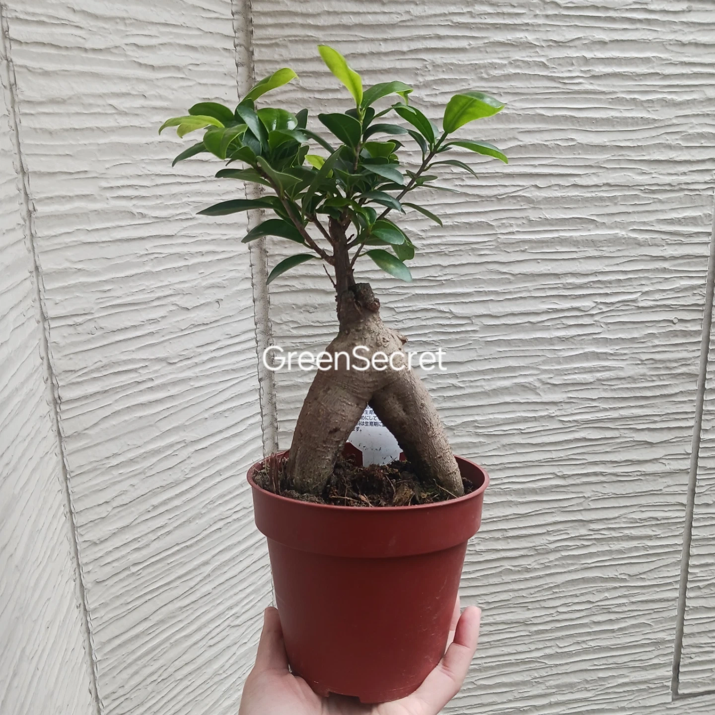 1 ニンジンガジュマル 4号 観葉植物