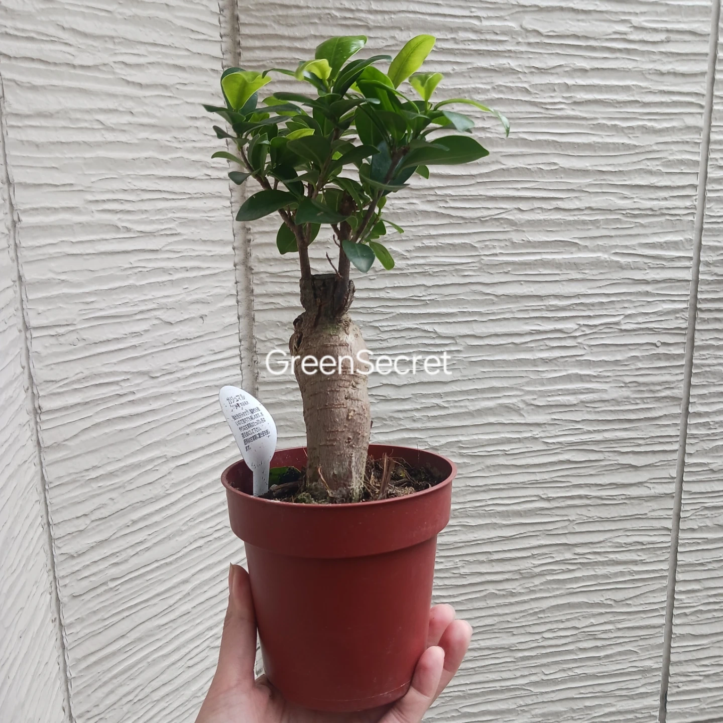 1 ニンジンガジュマル 4号 観葉植物の写真2枚目
