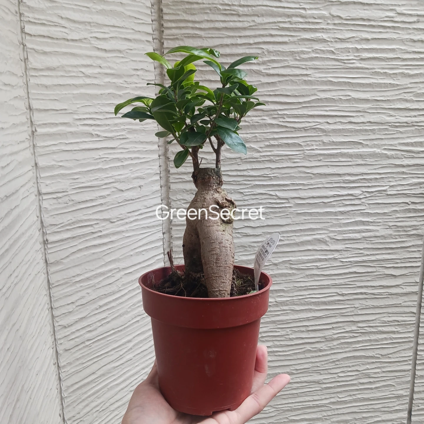 1 ニンジンガジュマル 4号 観葉植物の写真4枚目