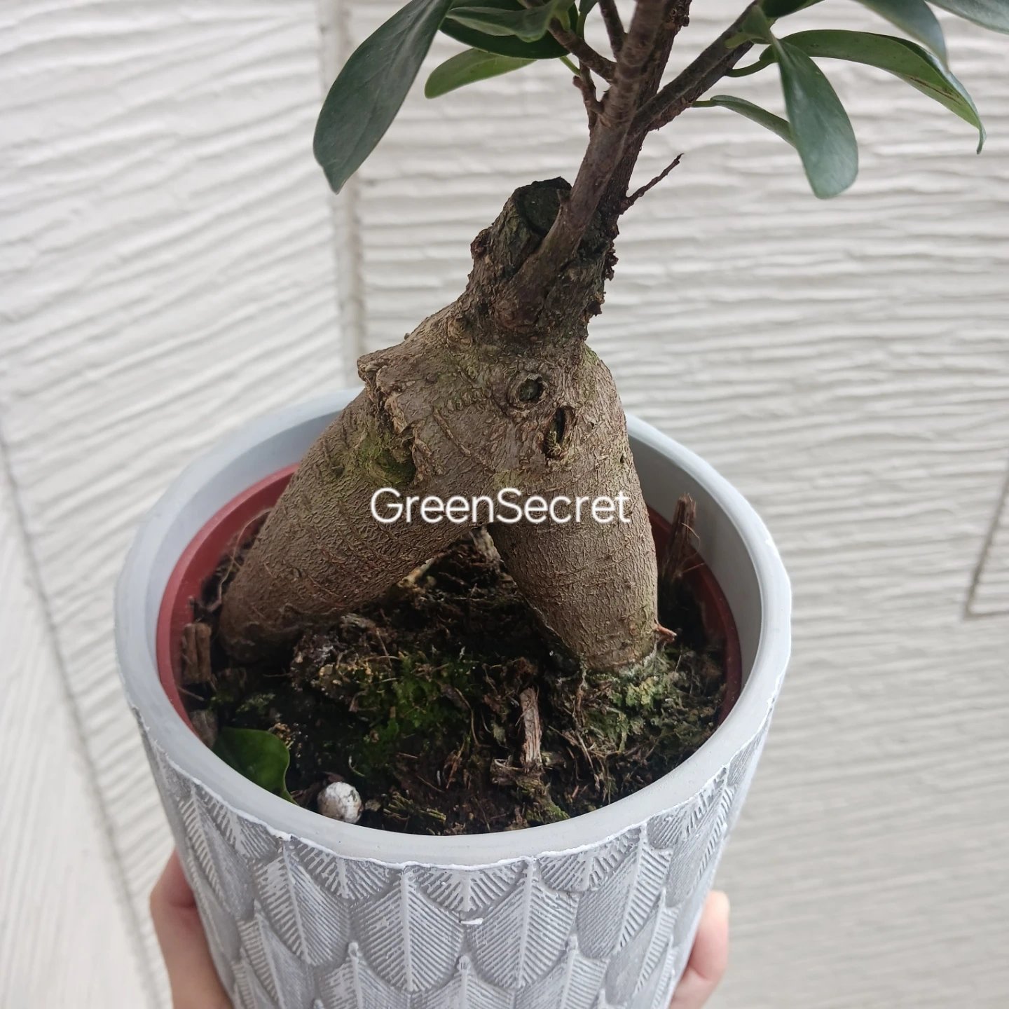 1 ニンジンガジュマル 4号 観葉植物の写真10枚目