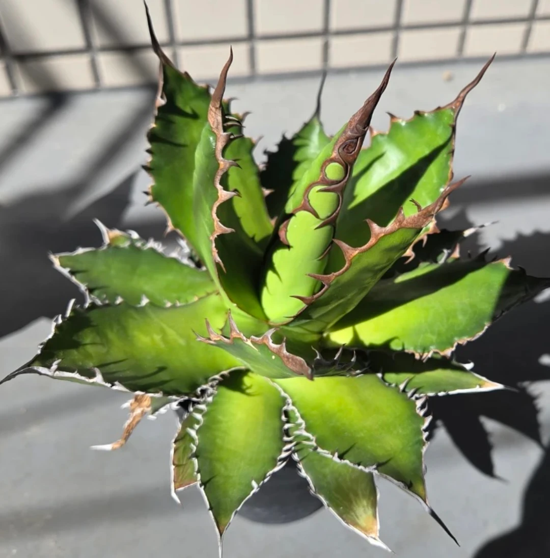 アガベ　観葉植物　ドライガーデン用4株セットの写真2枚目
