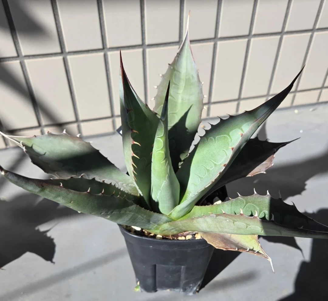 アガベ　観葉植物　ドライガーデン用4株セットの写真3枚目