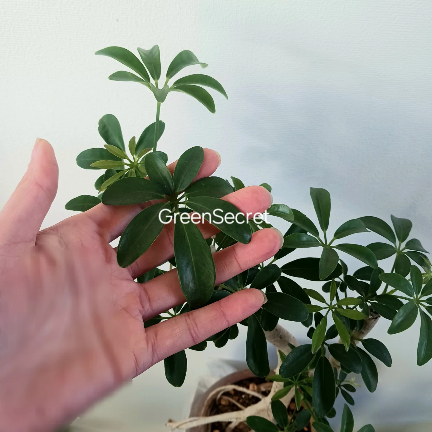 植え替え済★シェフレラ　コンパクタ　6号相当　観葉植物　クイーンの写真6枚目