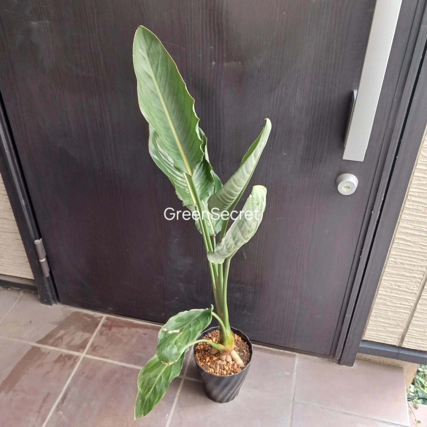 4 ストレリチア レギネ 5号 ゴクラクチョウカ ストレチア 観葉植物 極楽鳥花の写真2枚目