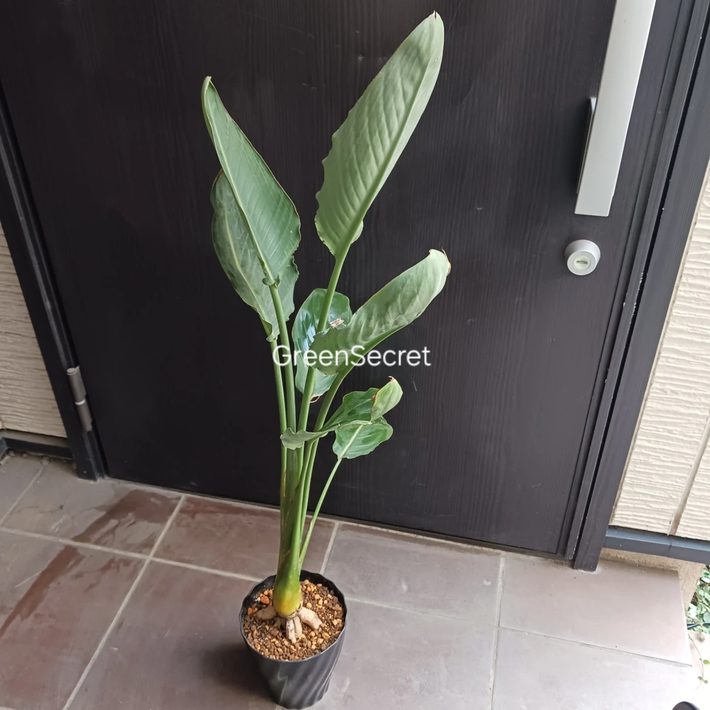 4 ストレリチア レギネ 5号 ゴクラクチョウカ ストレチア 観葉植物 極楽鳥花の写真3枚目
