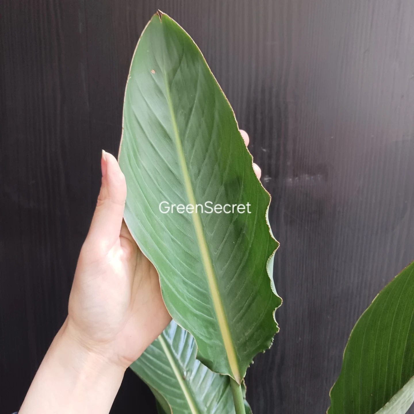 4 ストレリチア レギネ 5号 ゴクラクチョウカ ストレチア 観葉植物 極楽鳥花の写真5枚目