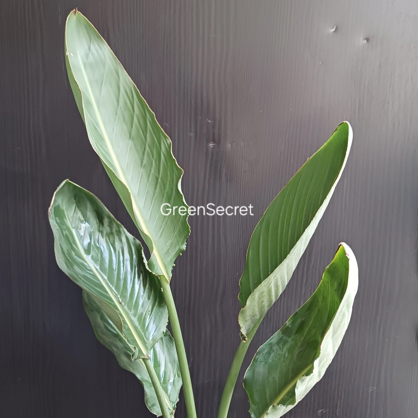 4 ストレリチア レギネ 5号 ゴクラクチョウカ ストレチア 観葉植物 極楽鳥花の写真6枚目