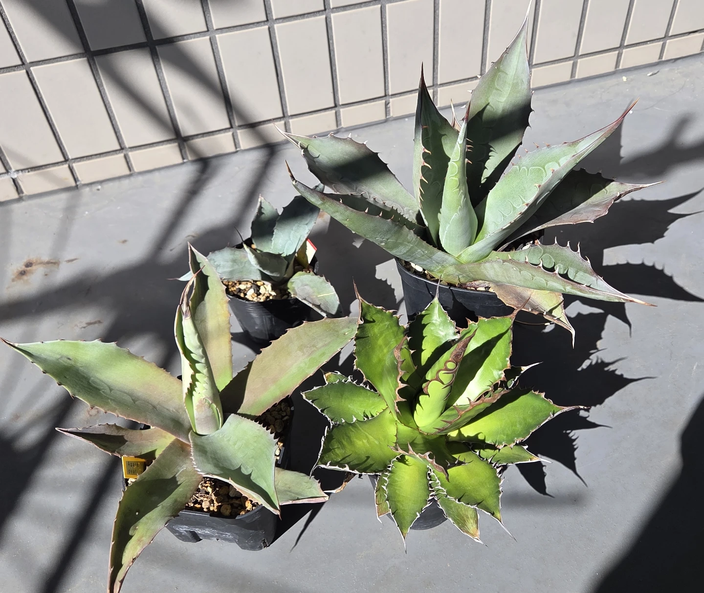 アガベ　観葉植物　ドライガーデン用4株セット