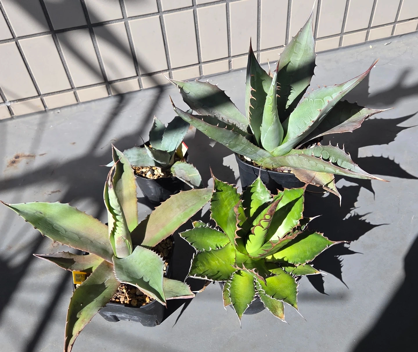 アガベ 観葉植物 ドライガーデン用4株セット