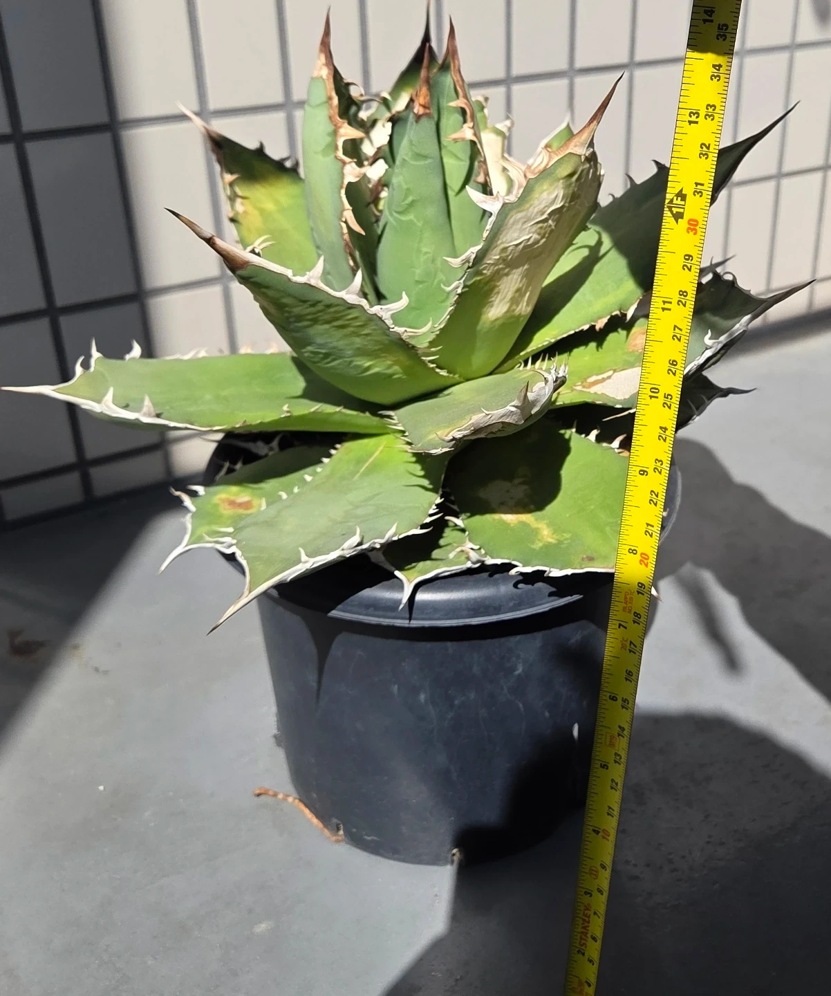 アガベ 観葉植物 チタノタ覇王竜 大株の写真4枚目