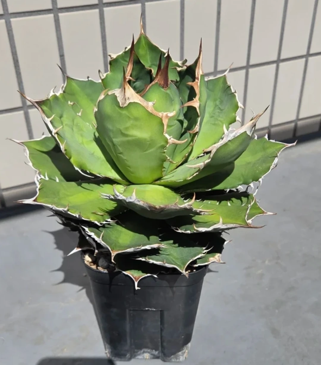 アガベ 観葉植物 チタノタ LIZE産ノーネーム