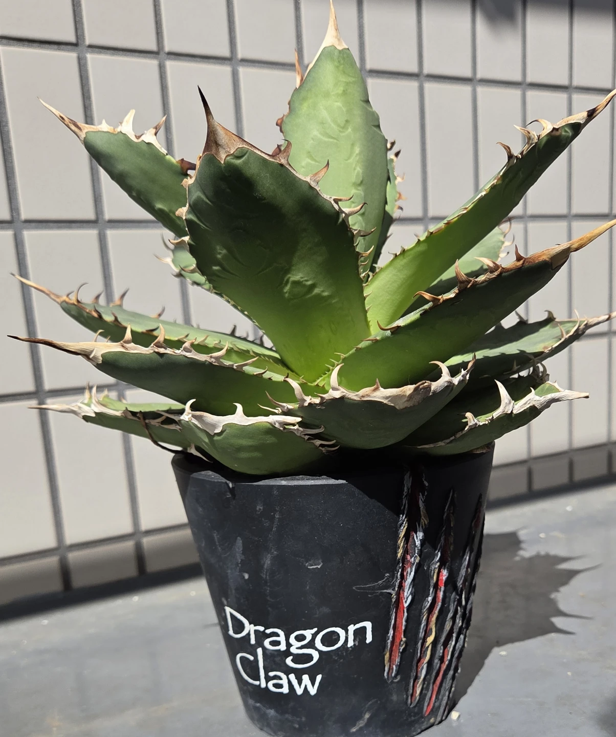 アガベ 観葉植物 チタノタ オテロイ FO-076 鉢植えの写真3枚目