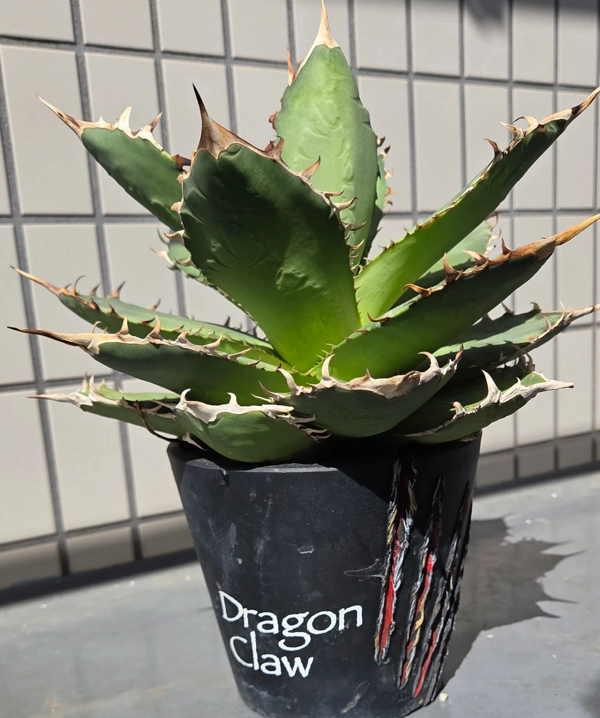 アガベ 観葉植物 チタノタ オテロイ FO-076 鉢植えの写真3枚目