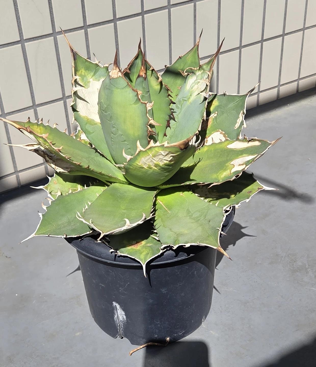アガベ　観葉植物　チタノタ覇王竜　大株