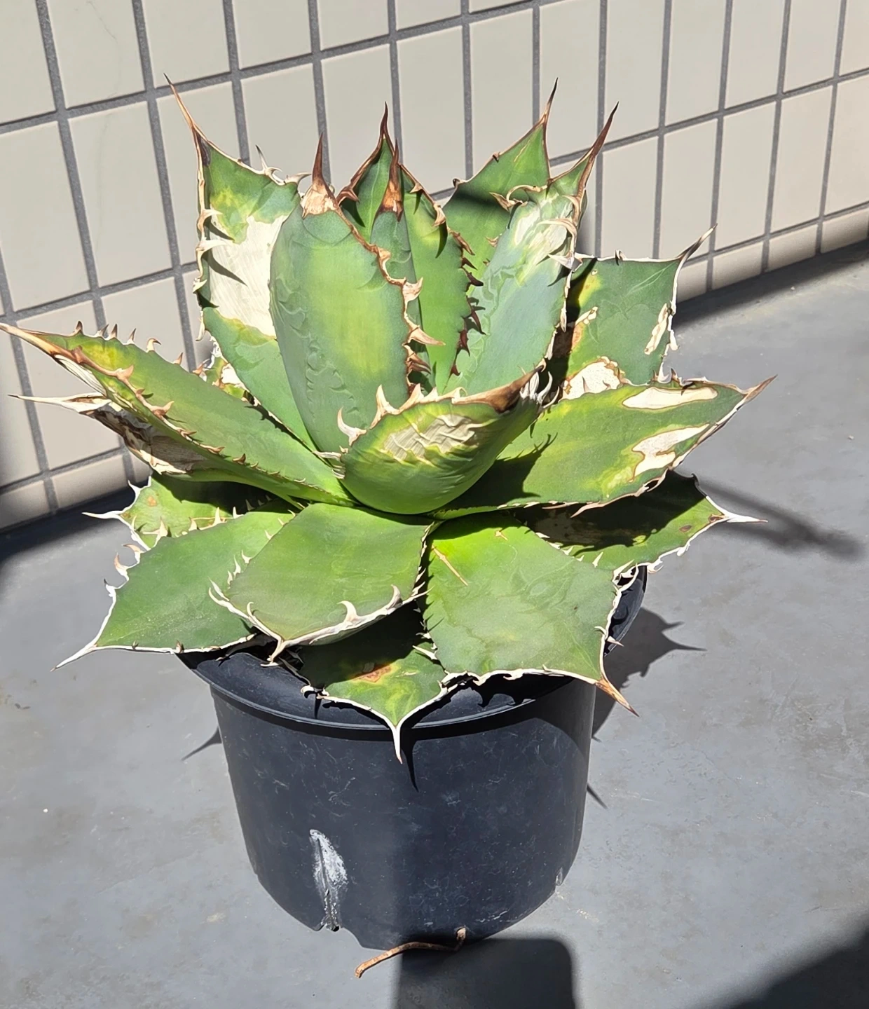 アガベ 観葉植物 チタノタ覇王竜 大株