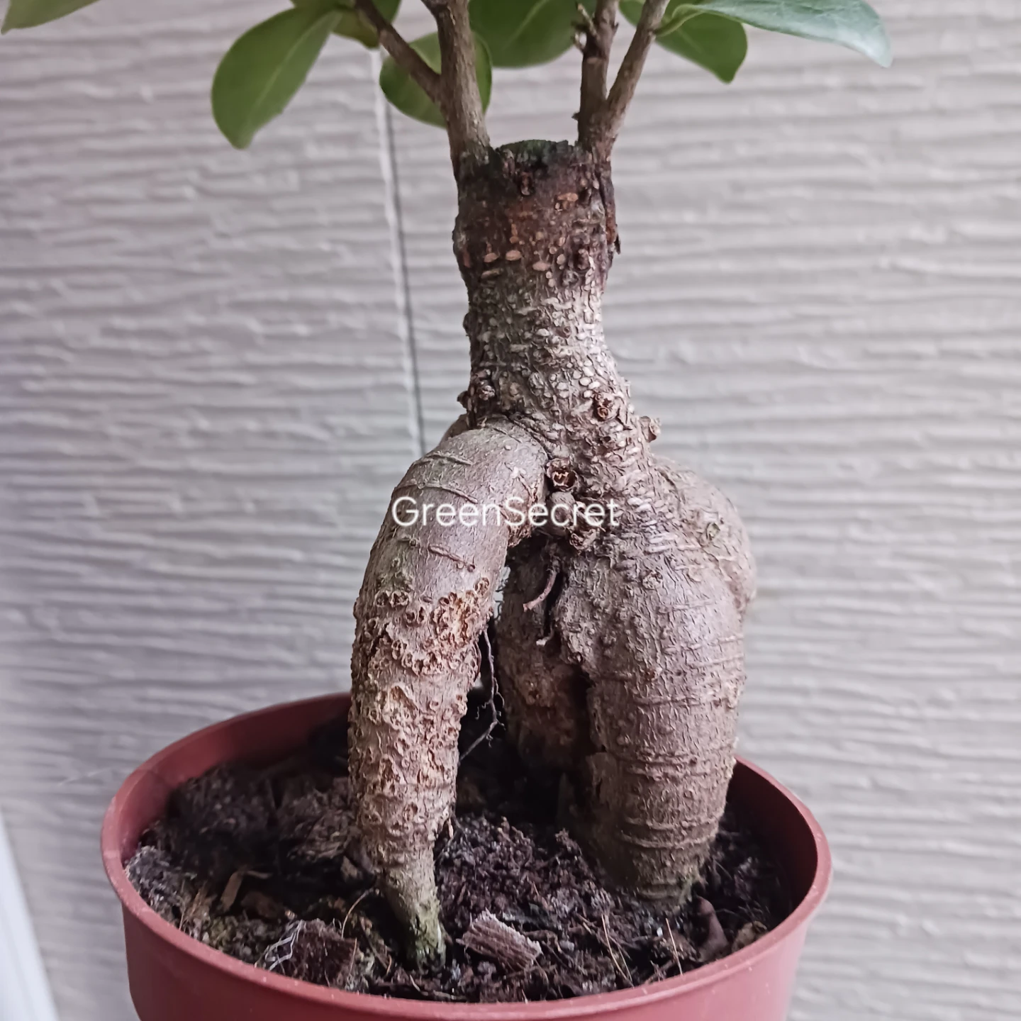 3 ニンジンガジュマル　4号　観葉植物の写真6枚目