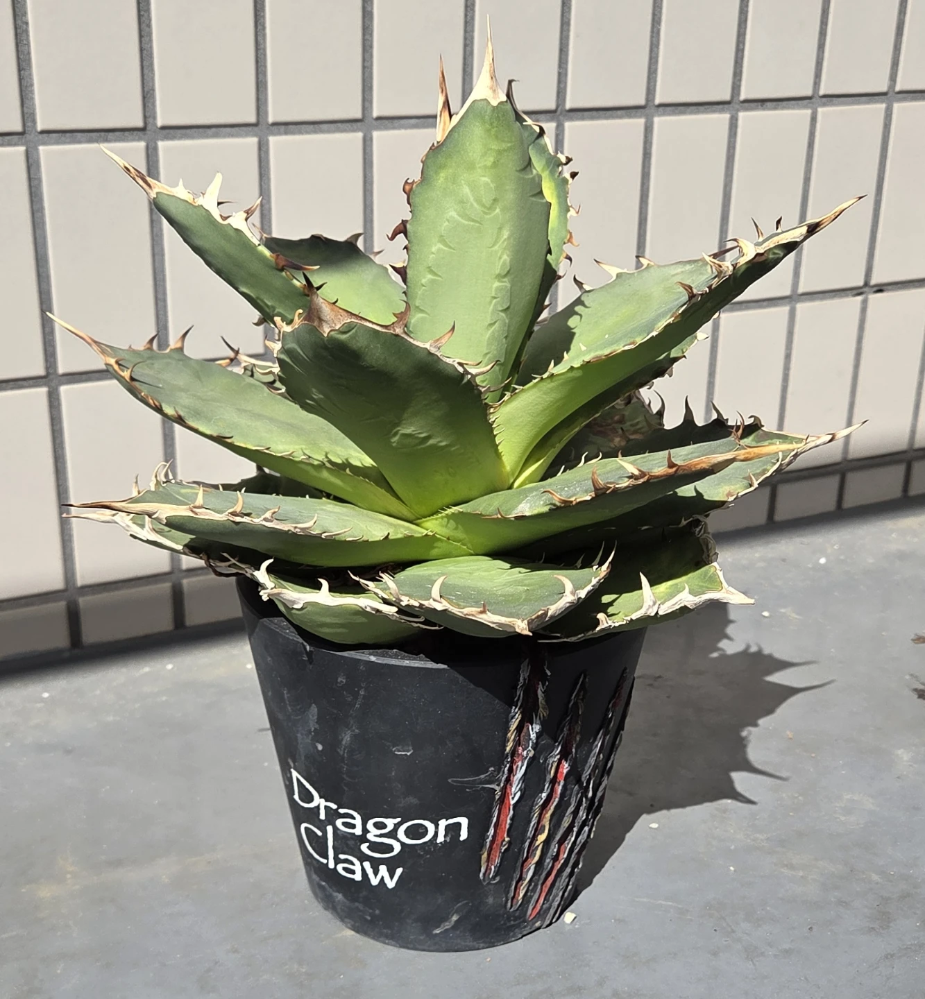 アガベ 観葉植物 チタノタ オテロイ FO-076 鉢植え