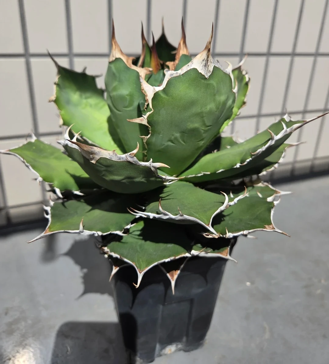 アガベ　観葉植物　チタノタ　LIZE産ノーネームの写真2枚目