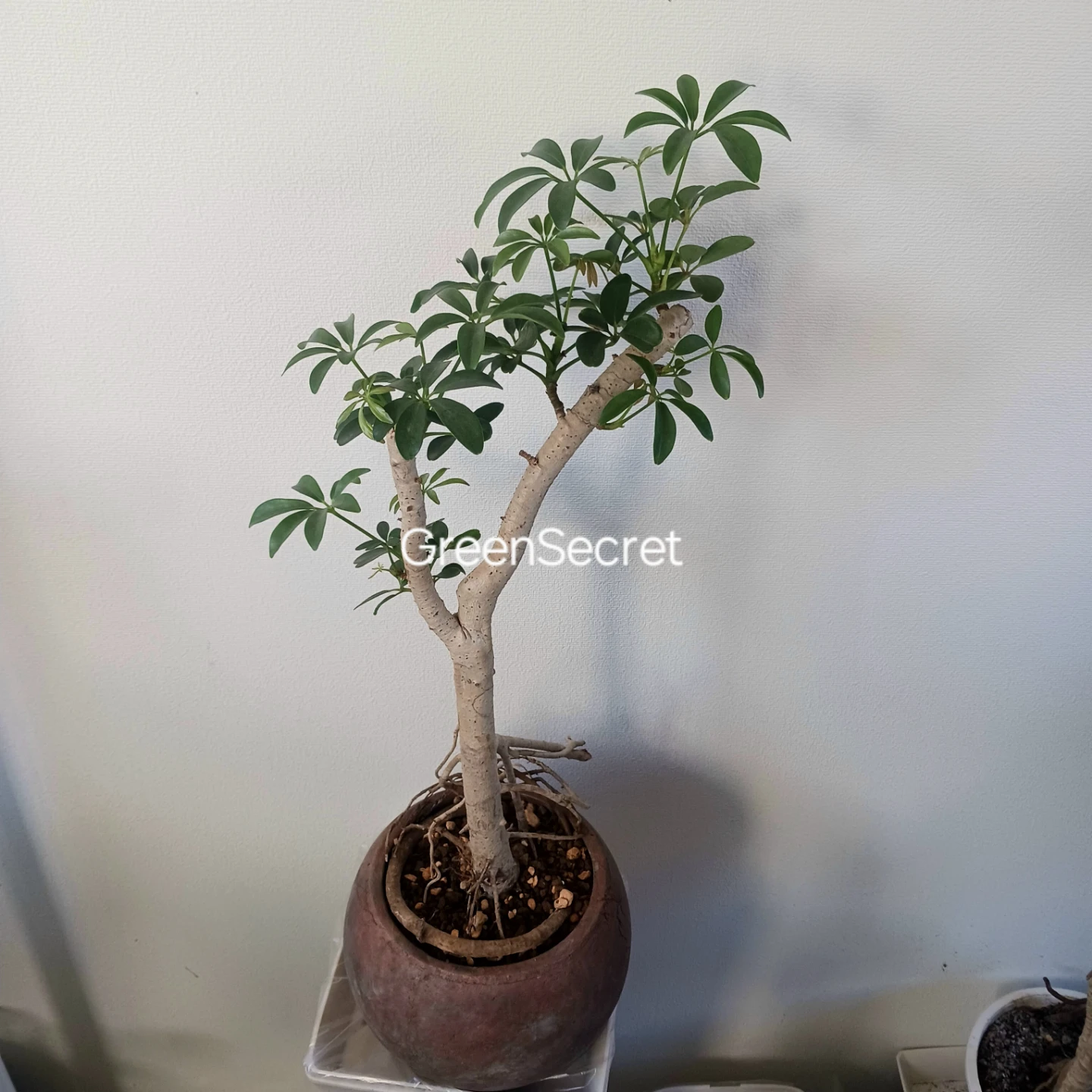 植え替え済★シェフレラ　コンパクタ　6号相当　観葉植物　クイーン