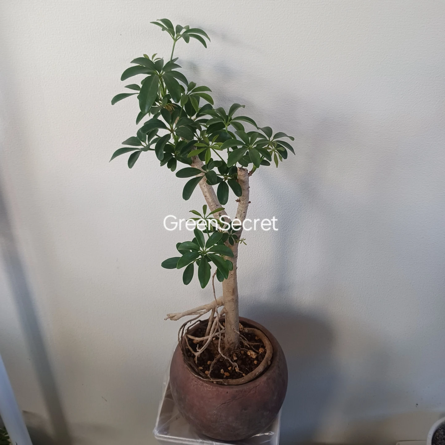 植え替え済★シェフレラ　コンパクタ　6号相当　観葉植物　クイーンの写真2枚目