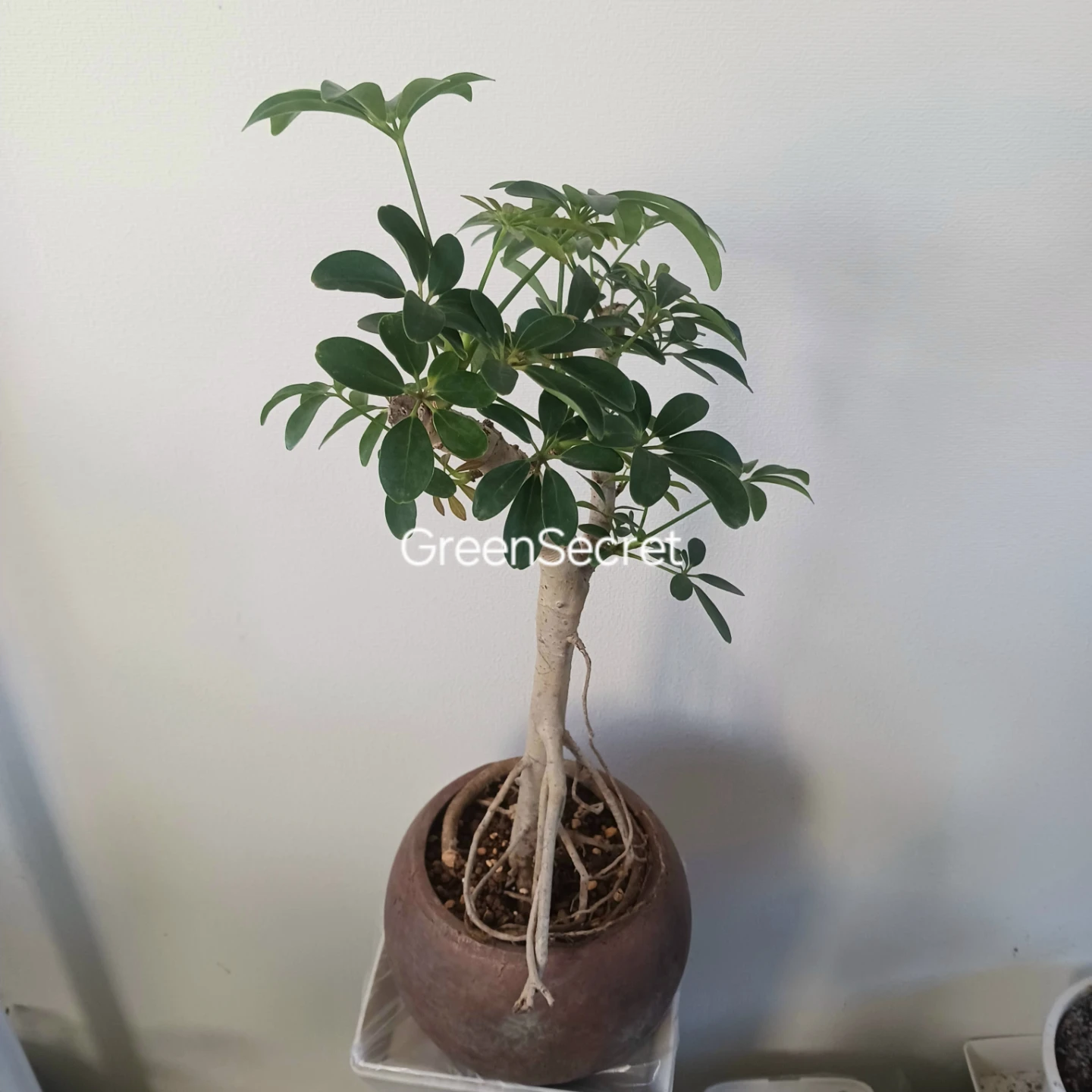植え替え済★シェフレラ　コンパクタ　6号相当　観葉植物　クイーンの写真3枚目