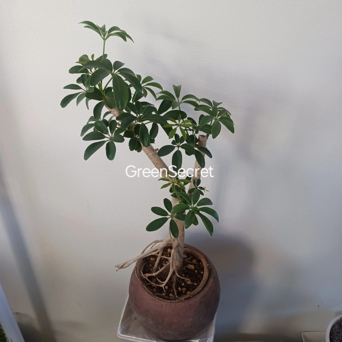 植え替え済★シェフレラ　コンパクタ　6号相当　観葉植物　クイーンの写真4枚目
