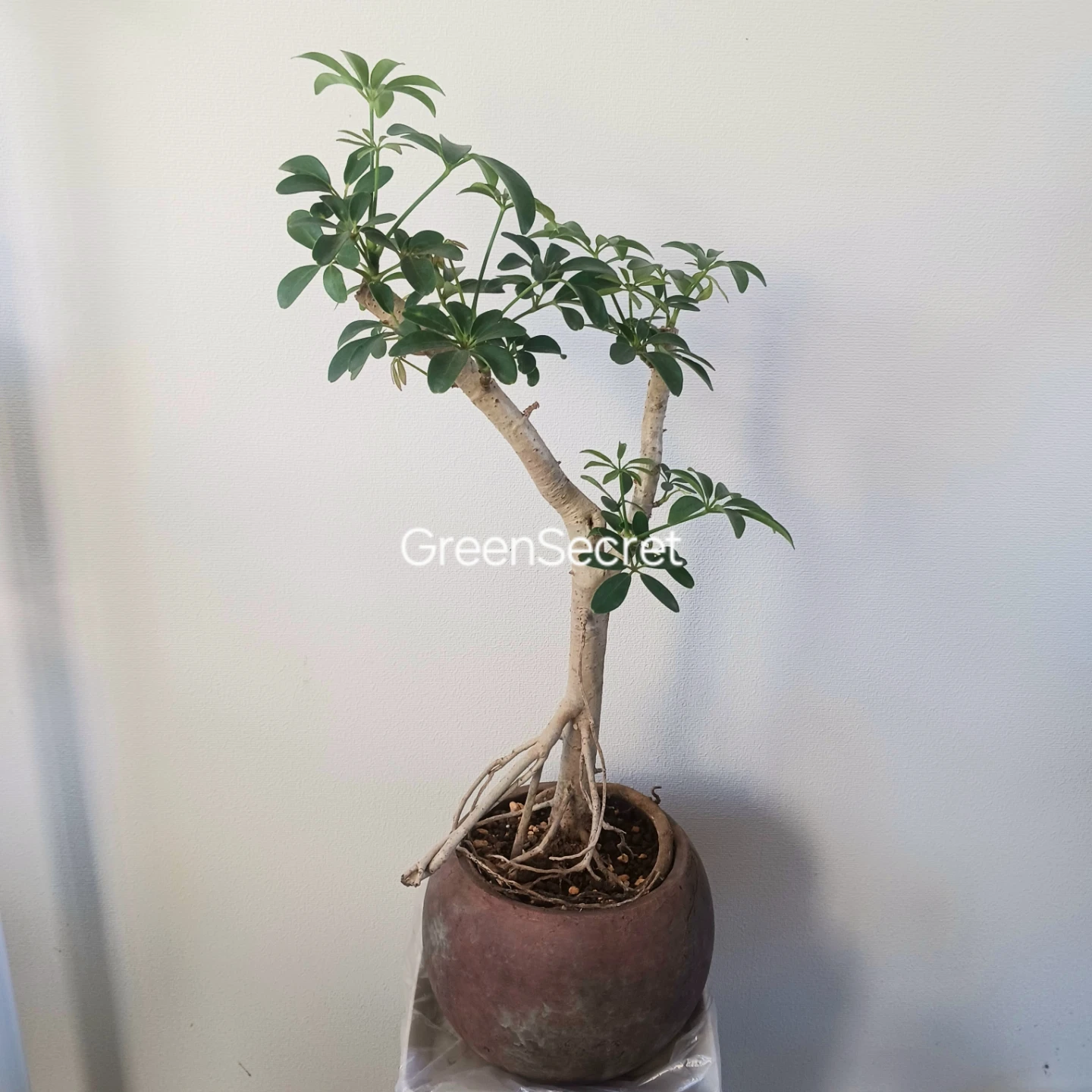 植え替え済★シェフレラ　コンパクタ　6号相当　観葉植物　クイーンの写真5枚目