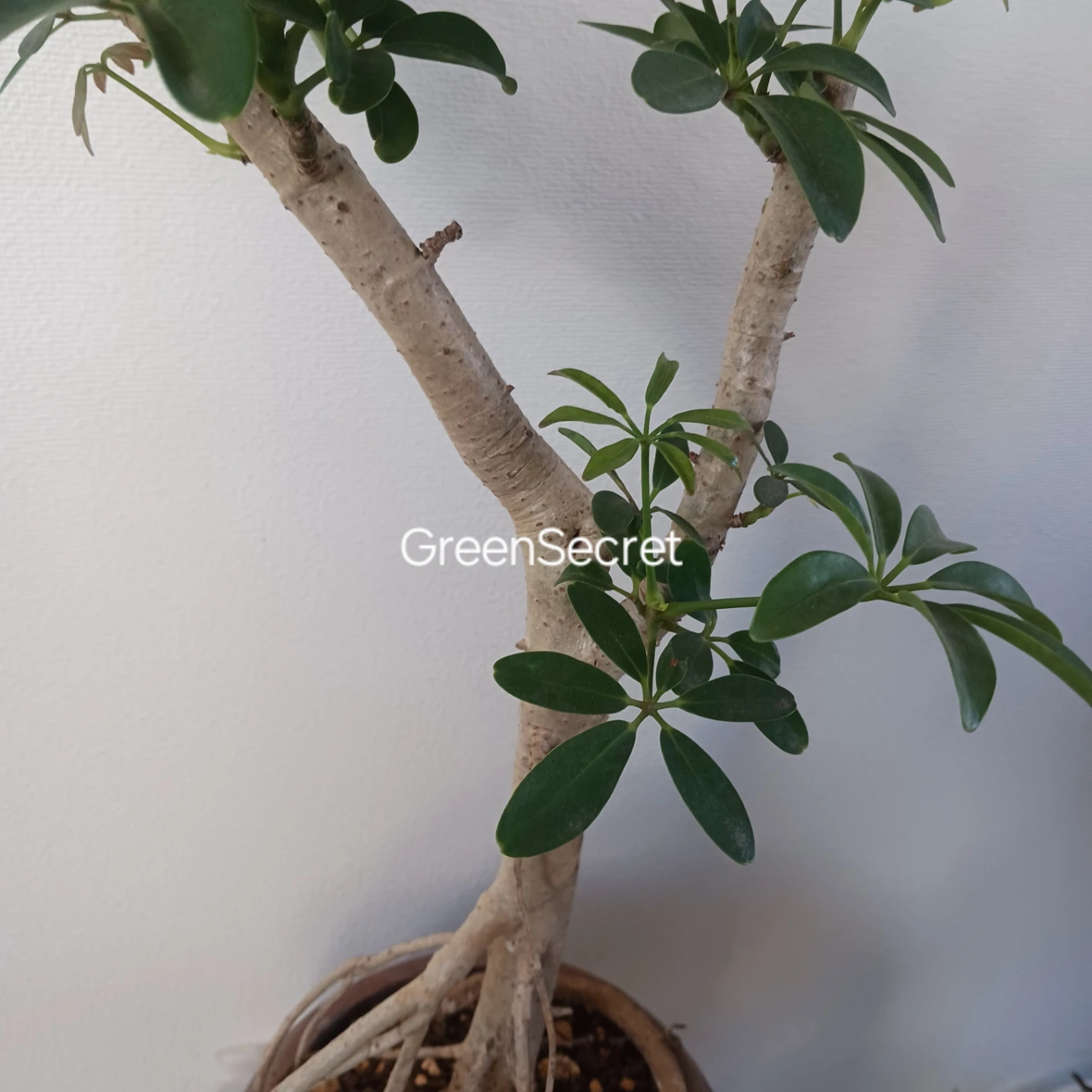 植え替え済★シェフレラ　コンパクタ　6号相当　観葉植物　クイーンの写真7枚目