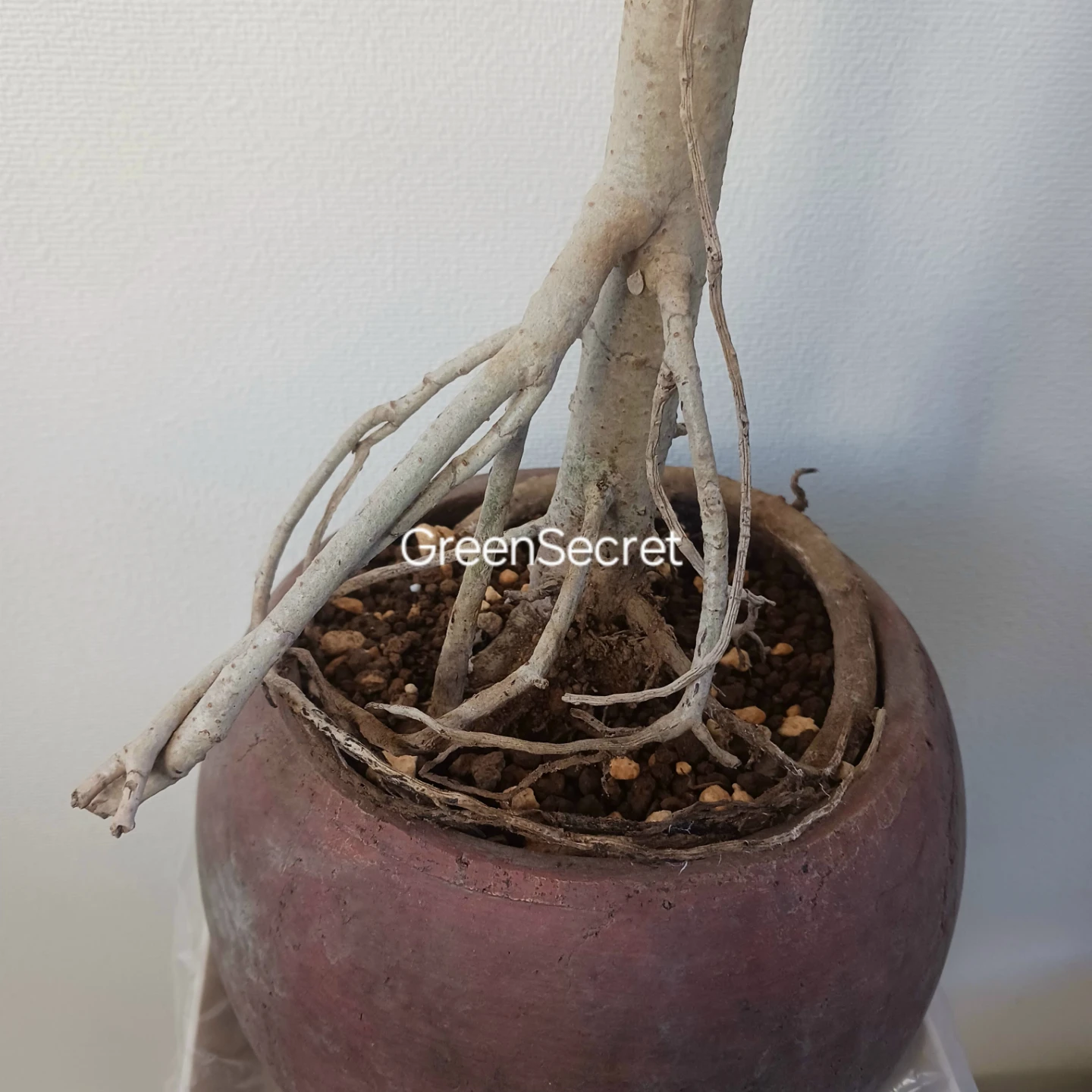 植え替え済★シェフレラ　コンパクタ　6号相当　観葉植物　クイーンの写真9枚目