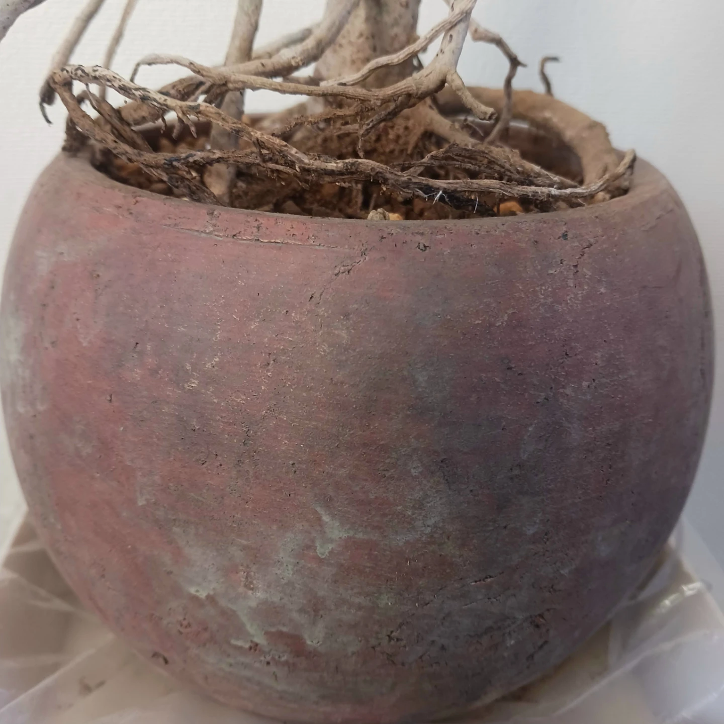 植え替え済★シェフレラ　コンパクタ　6号相当　観葉植物　クイーンの写真10枚目