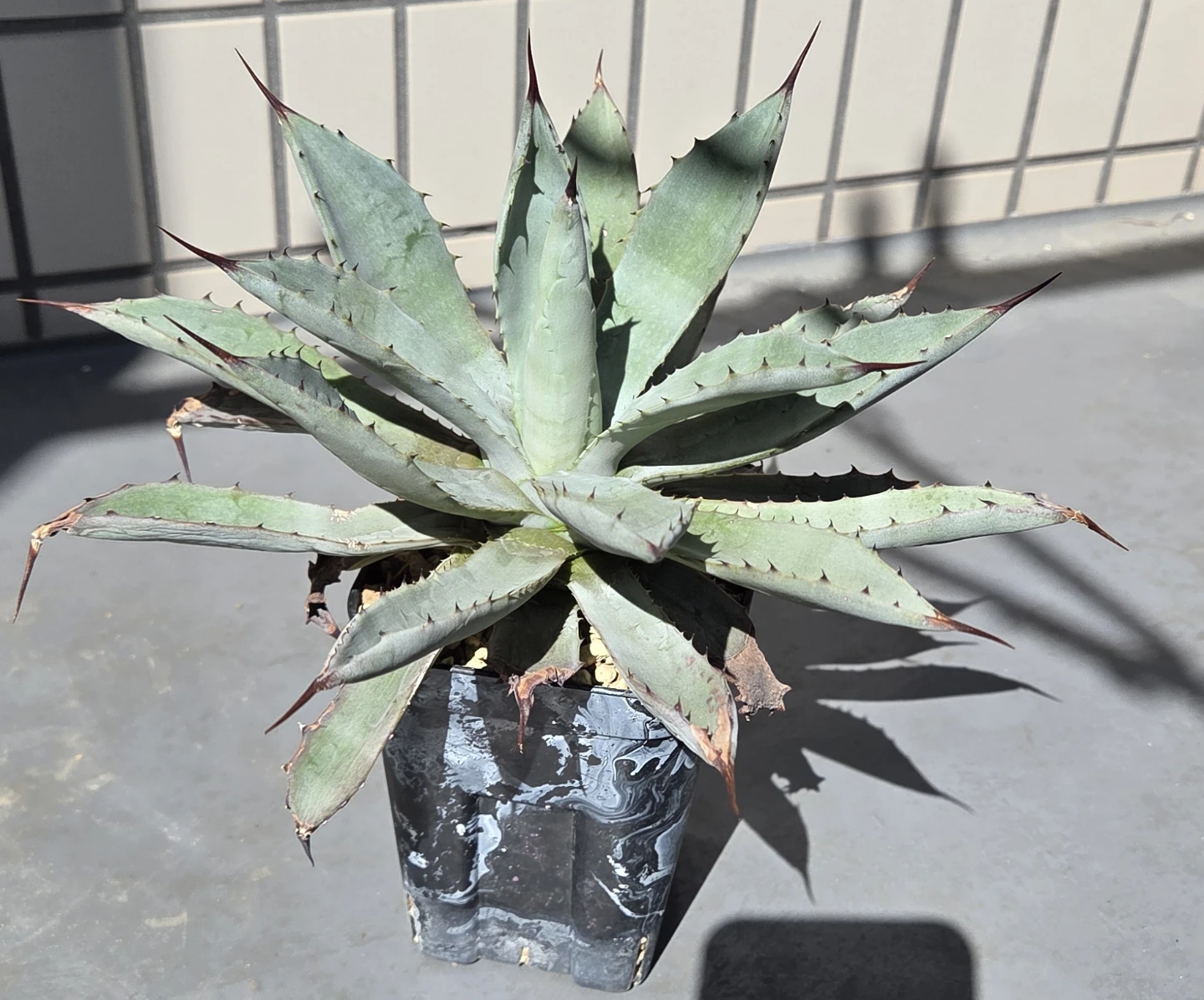 アガベ　観葉植物　八荒雷神