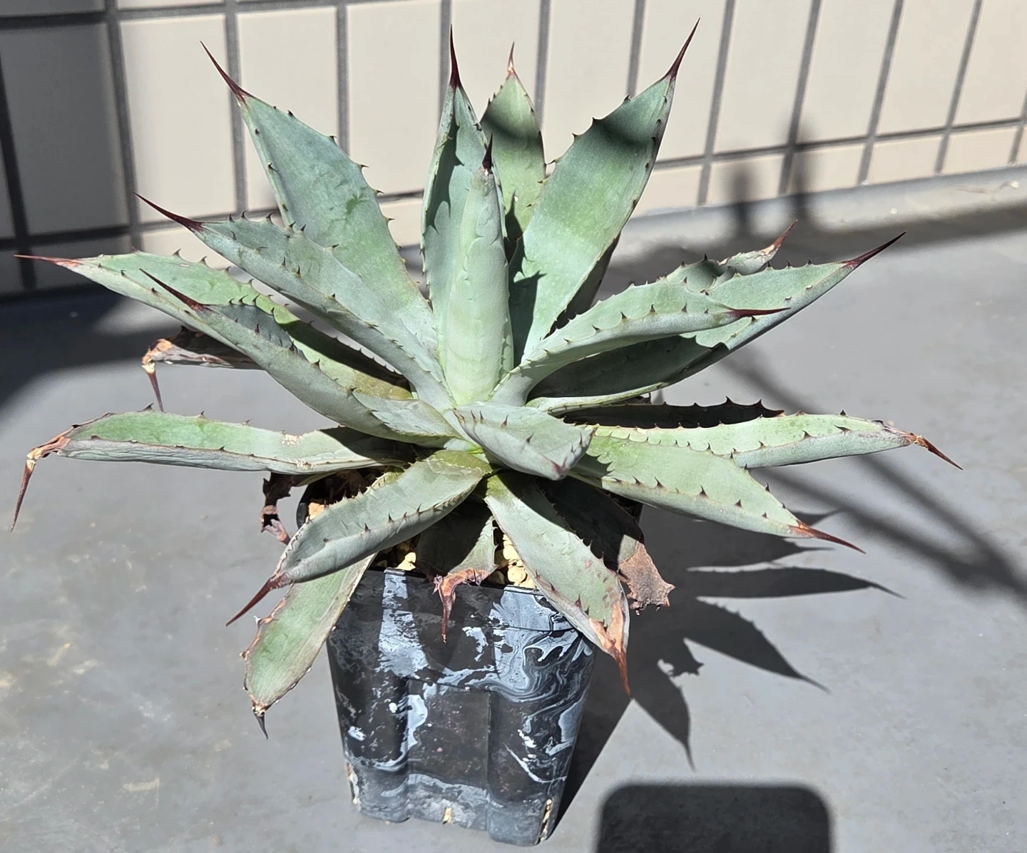 アガベ 観葉植物 八荒雷神