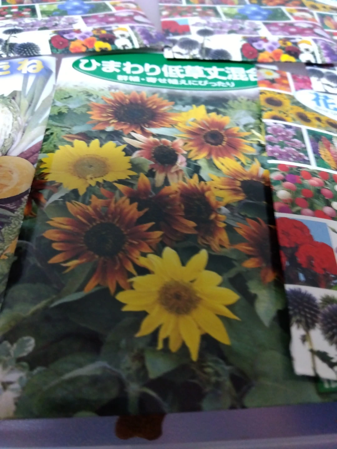 花の種と野菜の種セットの写真2枚目