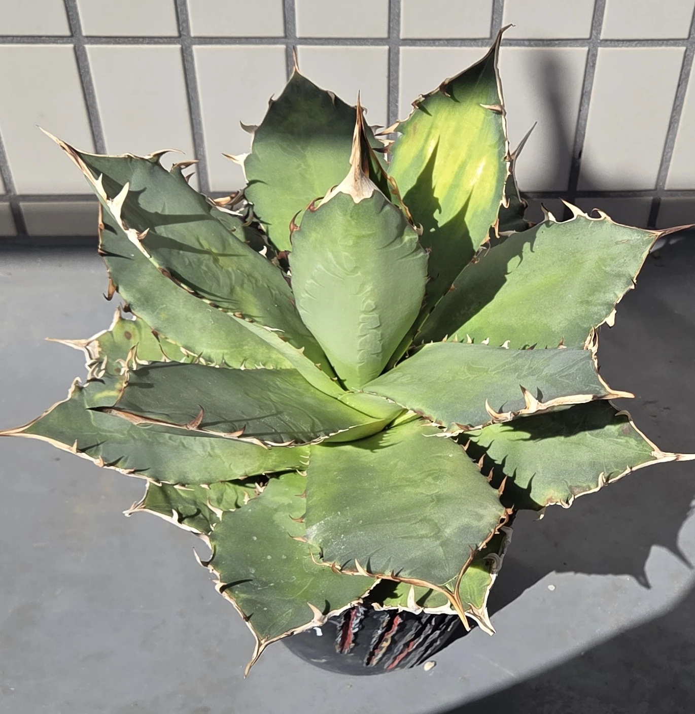 アガベ 観葉植物 チタノタ オテロイ FO-076 鉢植えの写真2枚目