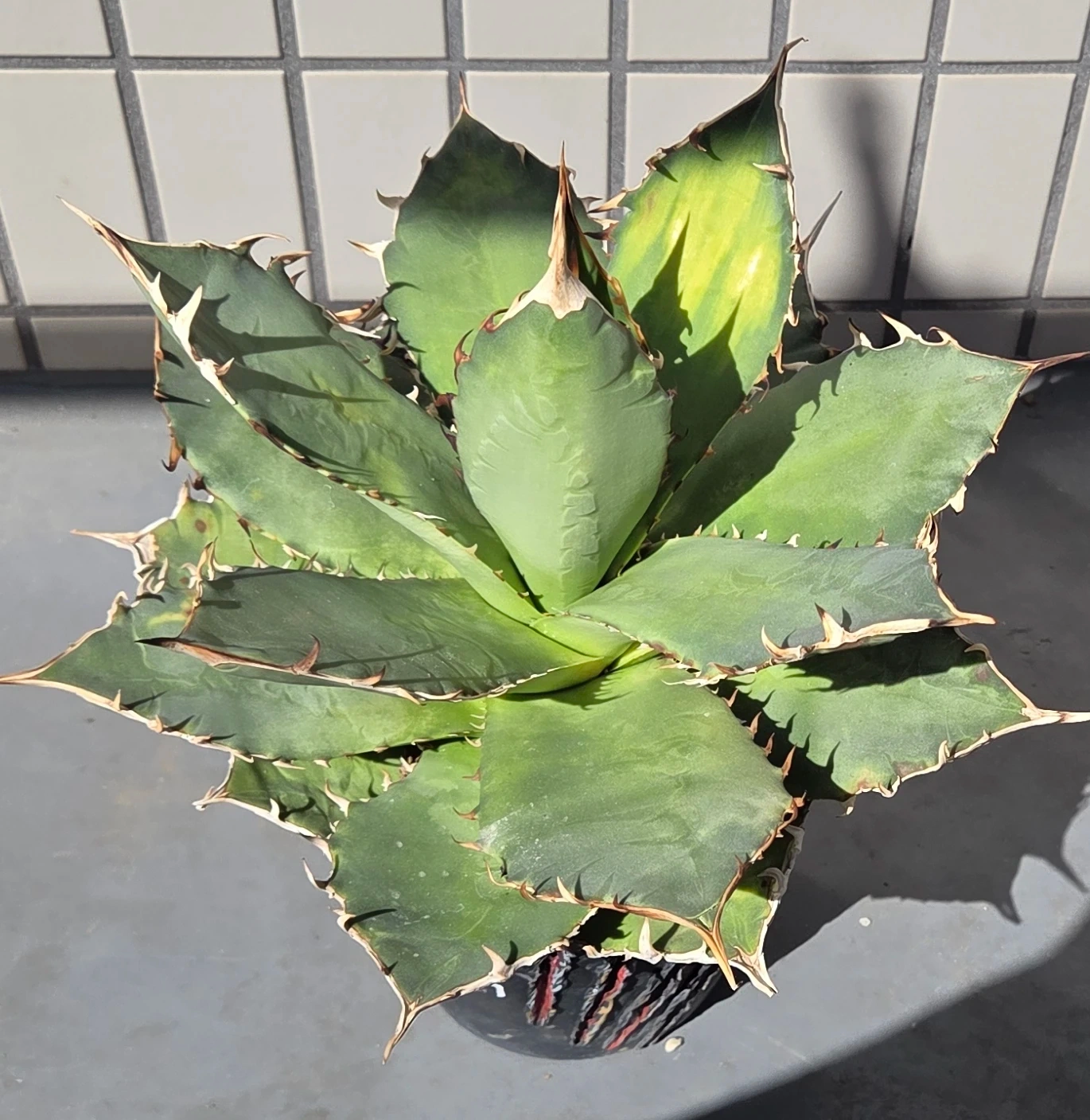 アガベ 観葉植物 チタノタ オテロイ FO-076 鉢植えの写真2枚目