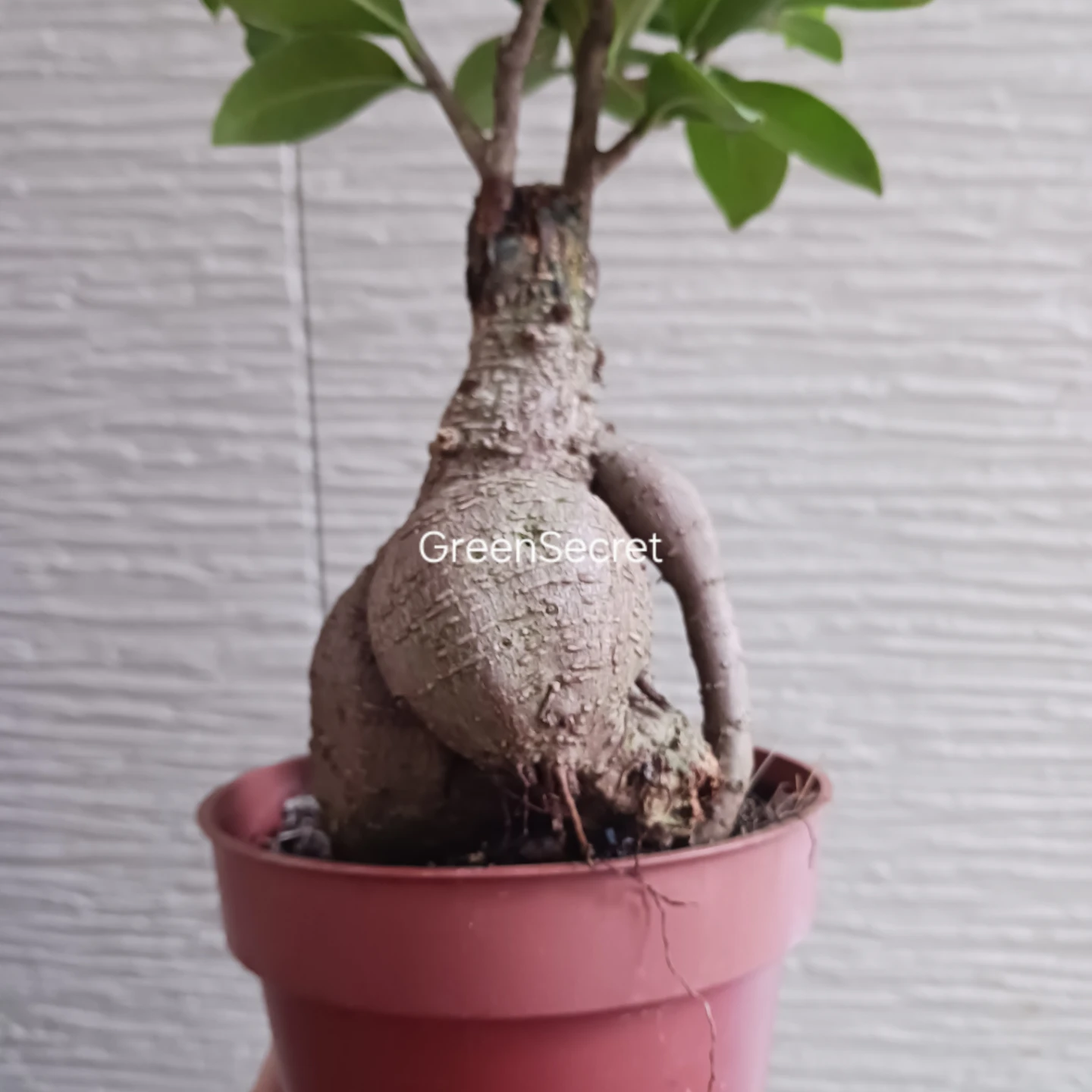 3 ニンジンガジュマル　4号　観葉植物の写真3枚目
