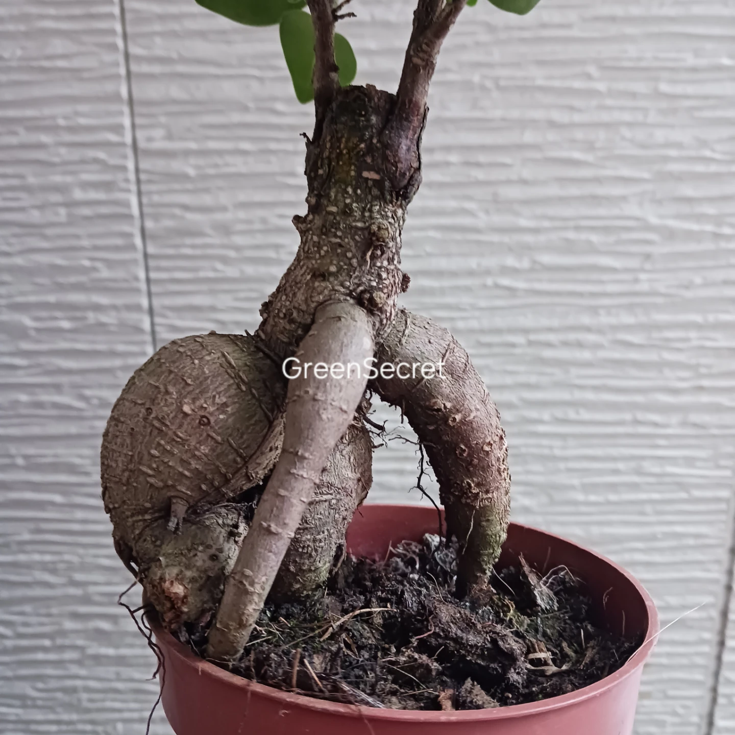 3 ニンジンガジュマル　4号　観葉植物の写真2枚目