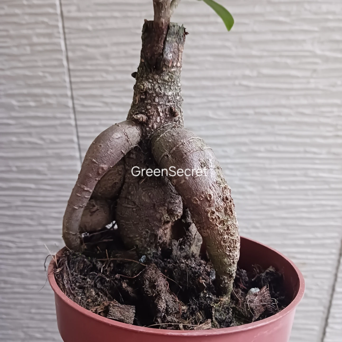3 ニンジンガジュマル 4号 観葉植物の写真5枚目