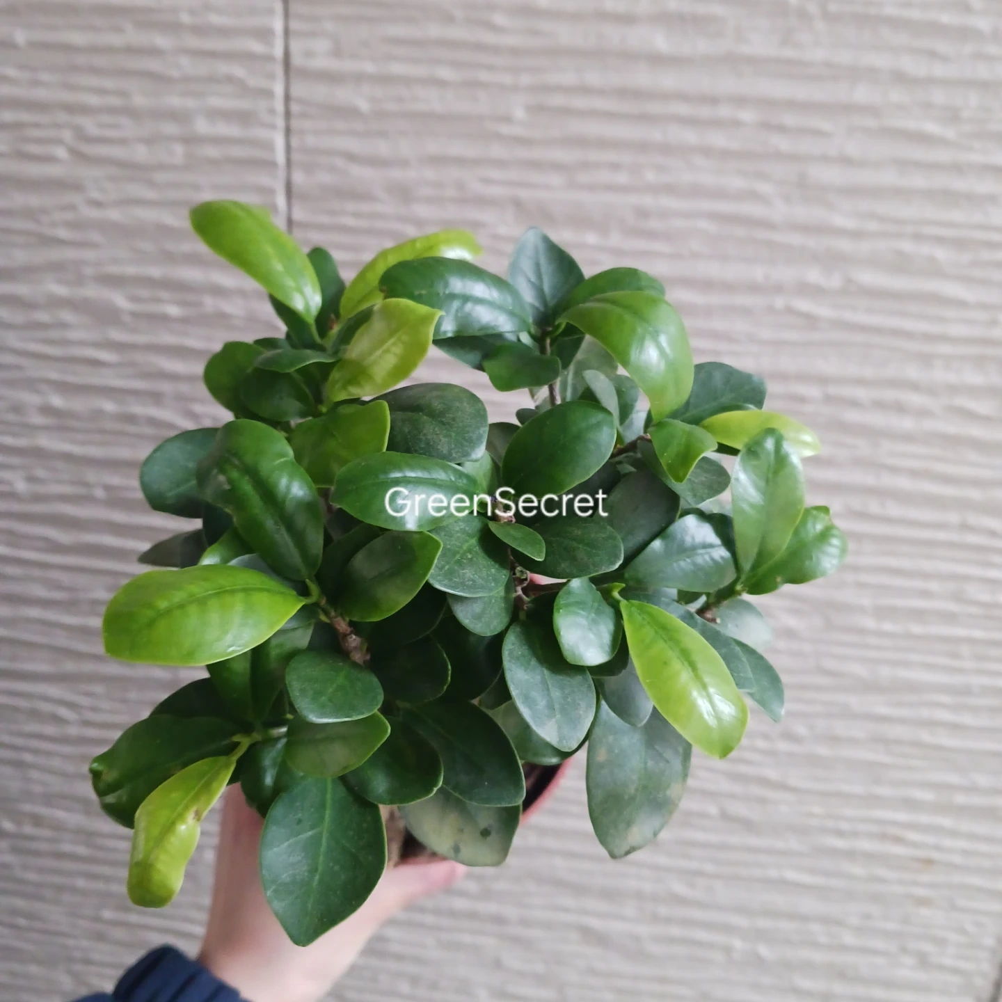 3 ニンジンガジュマル 4号 観葉植物の写真7枚目