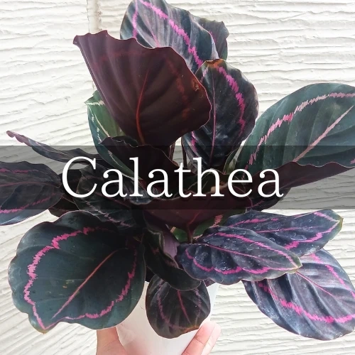 カラテア ロゼオピクタ ドッティ 4号相当 観葉植物