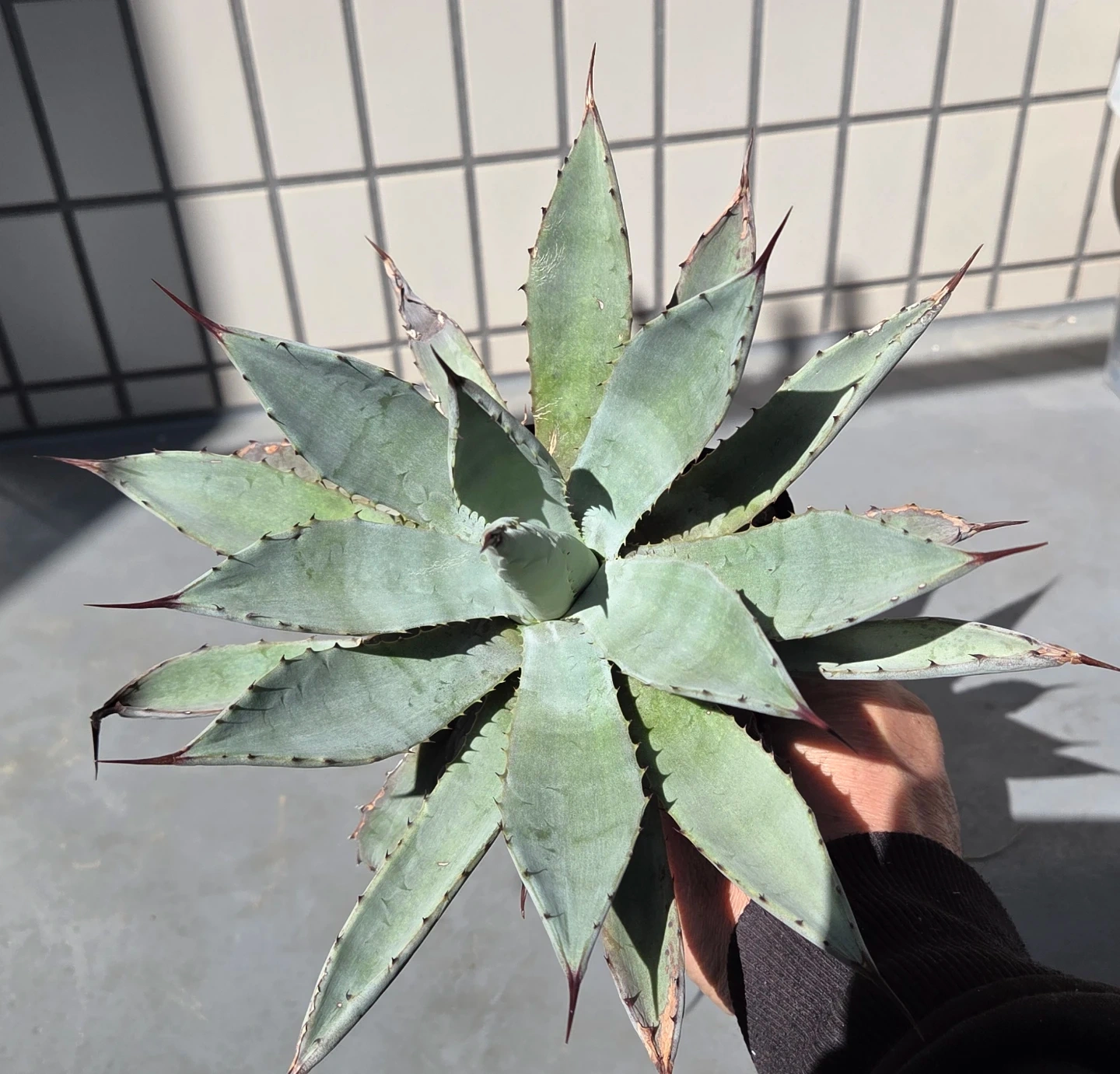 アガベ 観葉植物 八荒雷神の写真2枚目