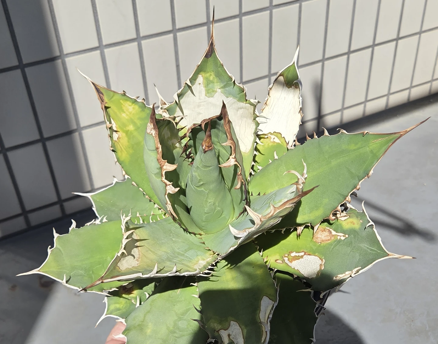 アガベ　観葉植物　チタノタ覇王竜　大株の写真3枚目
