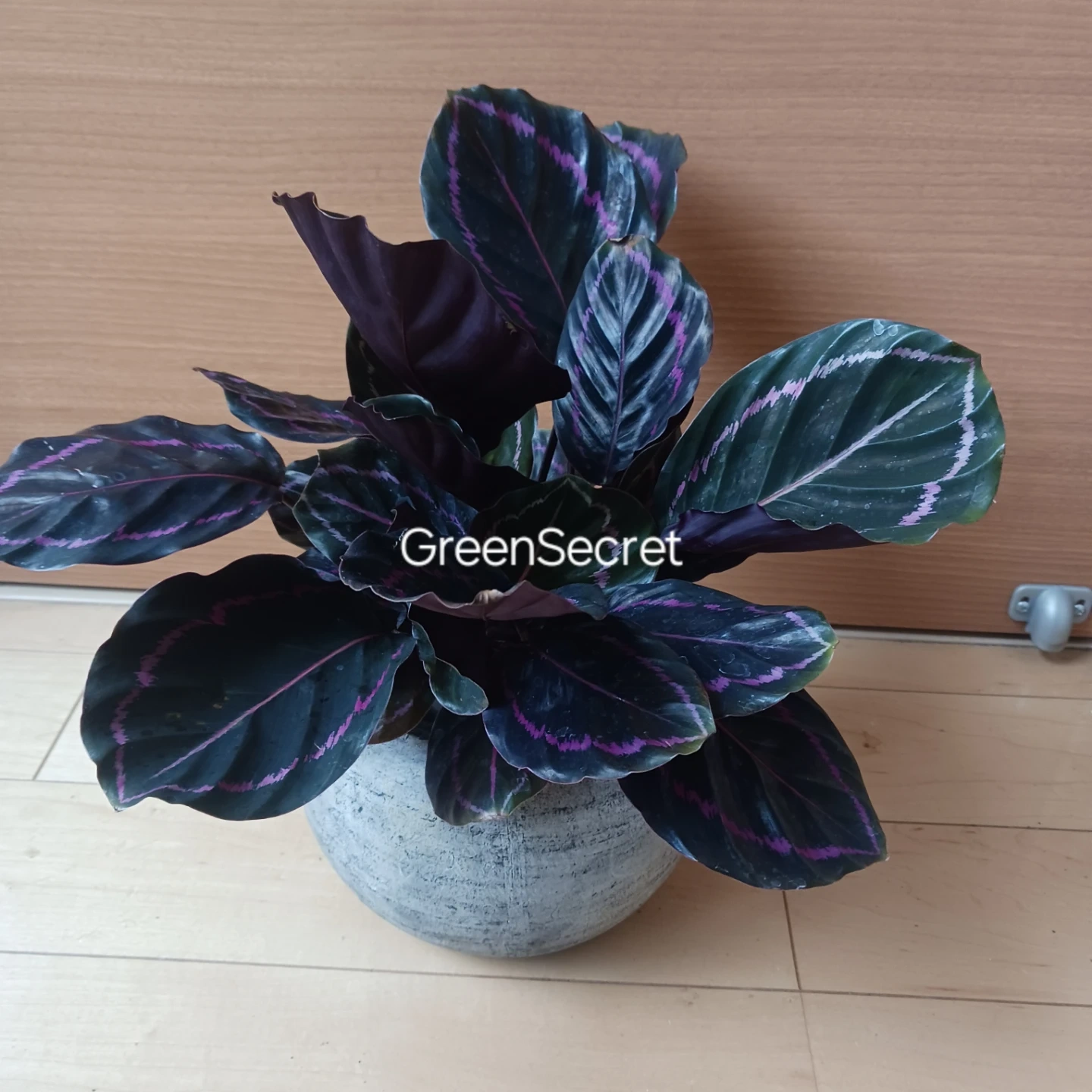 カラテア ロゼオピクタ ドッティ 4号相当 観葉植物の写真9枚目