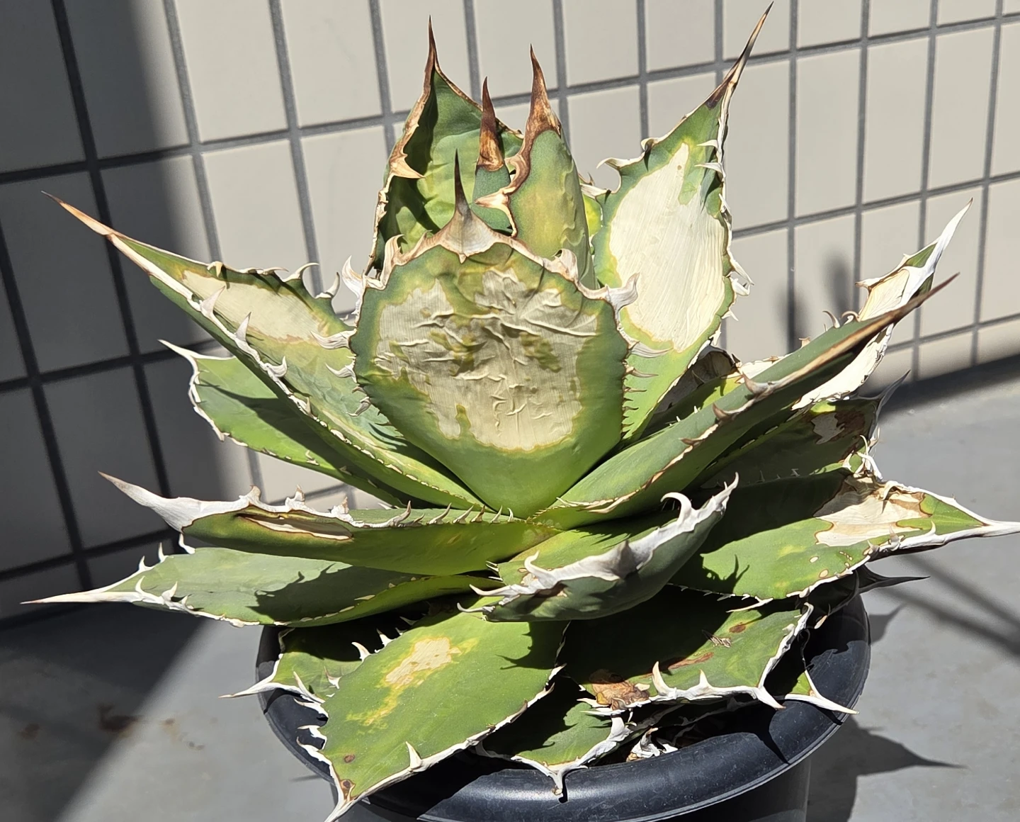 アガベ　観葉植物　チタノタ覇王竜　大株の写真2枚目