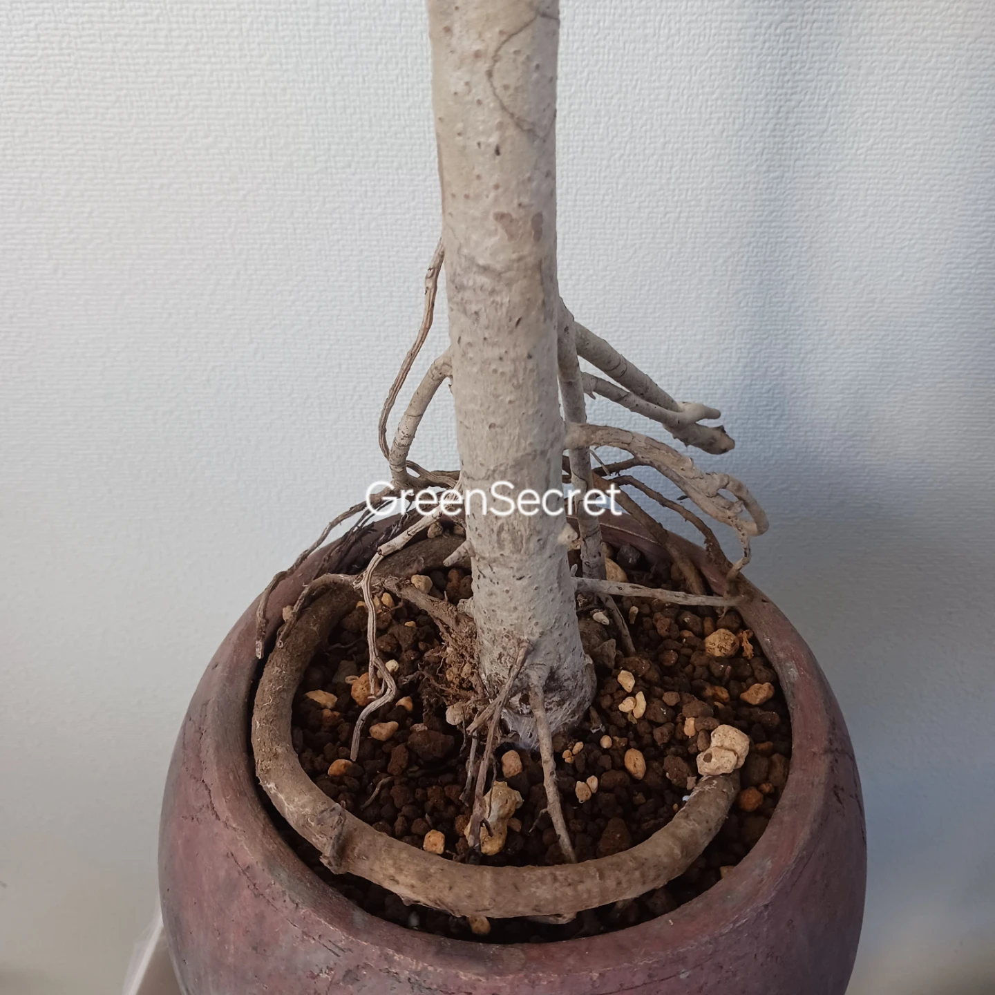 植え替え済★シェフレラ　コンパクタ　6号相当　観葉植物　クイーンの写真8枚目