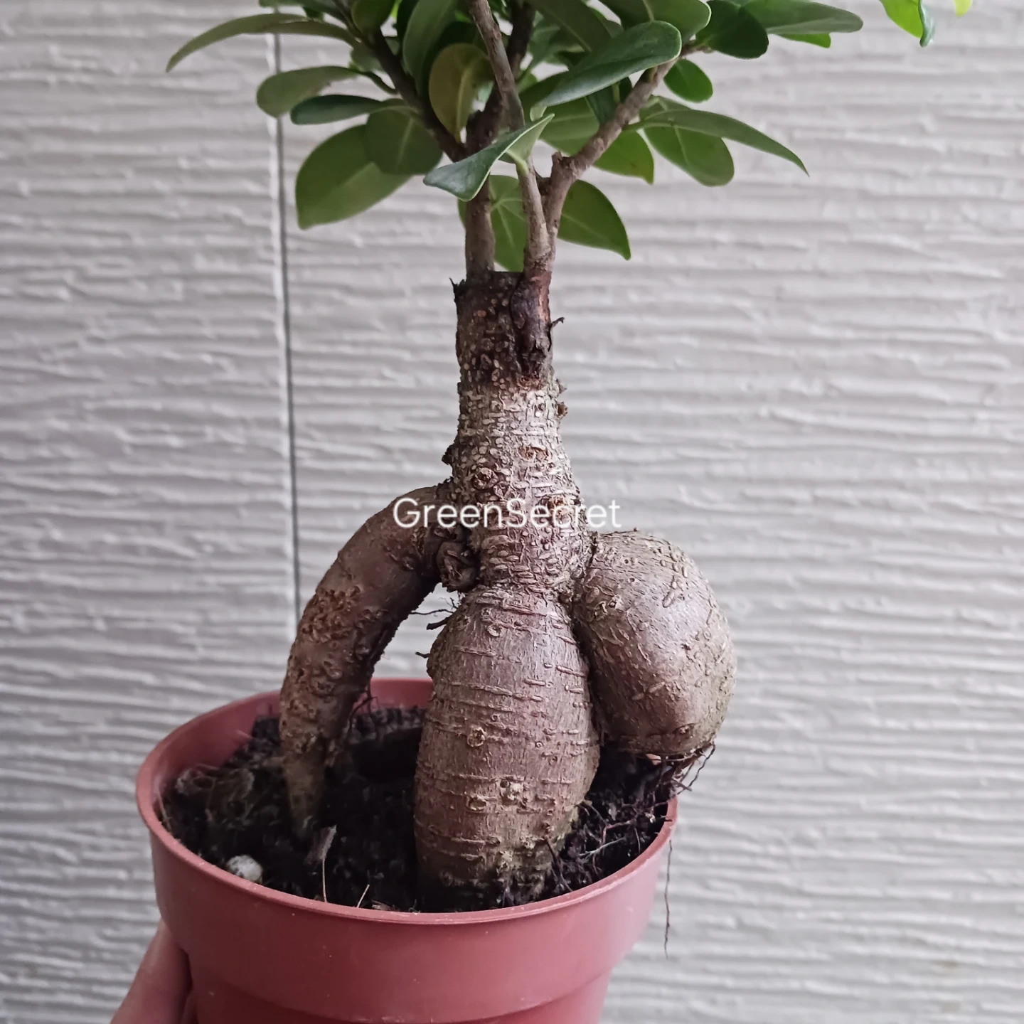3 ニンジンガジュマル 4号 観葉植物の写真4枚目