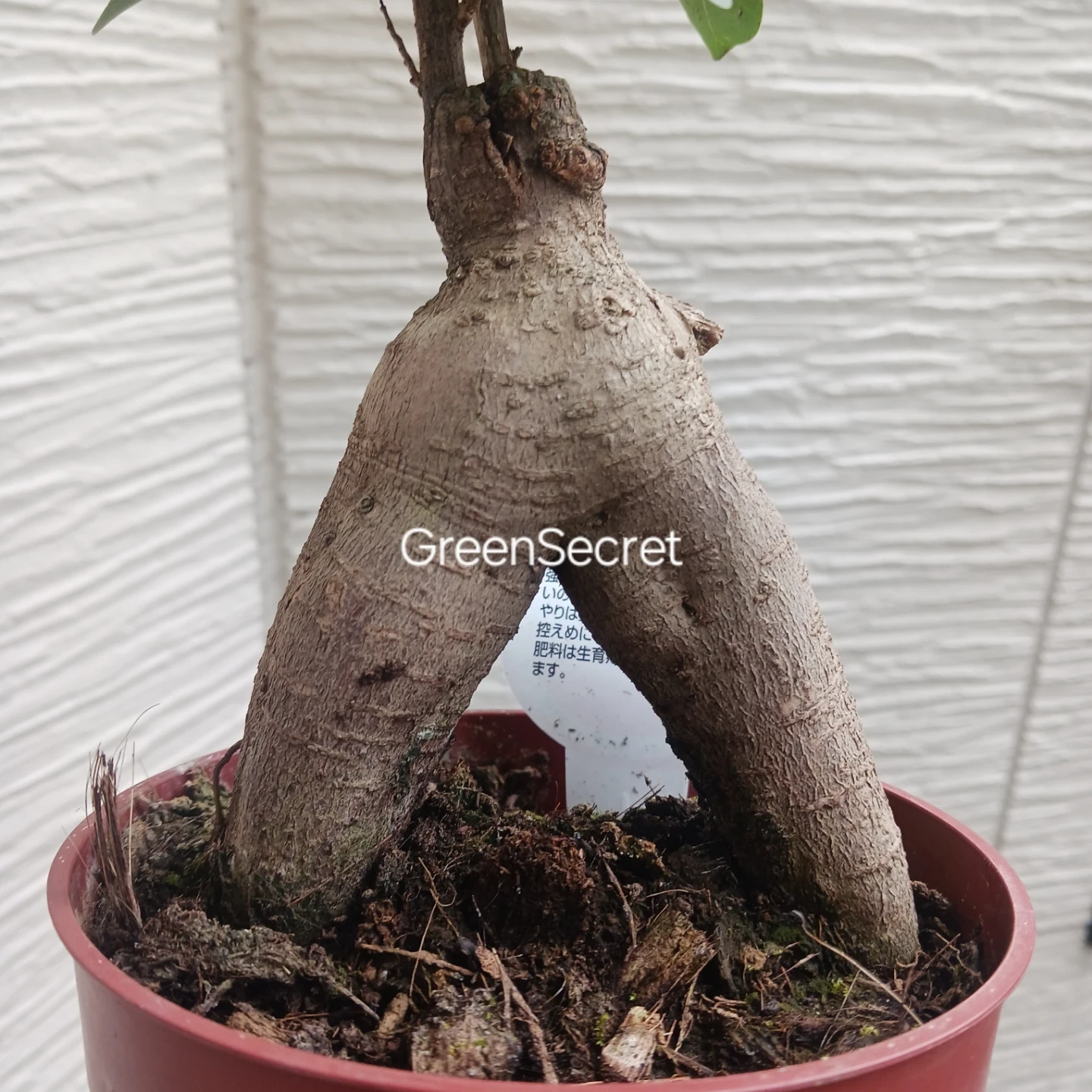 1 ニンジンガジュマル 4号 観葉植物の写真5枚目
