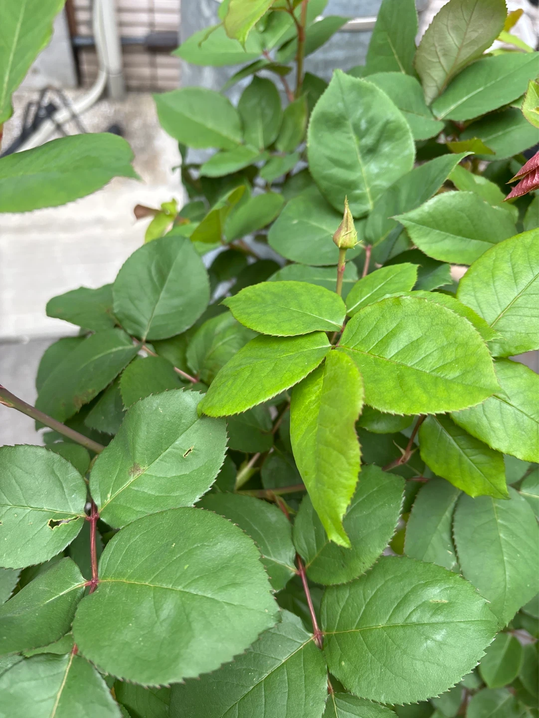 バラの鉢植え　大型　1m以上の写真3枚目